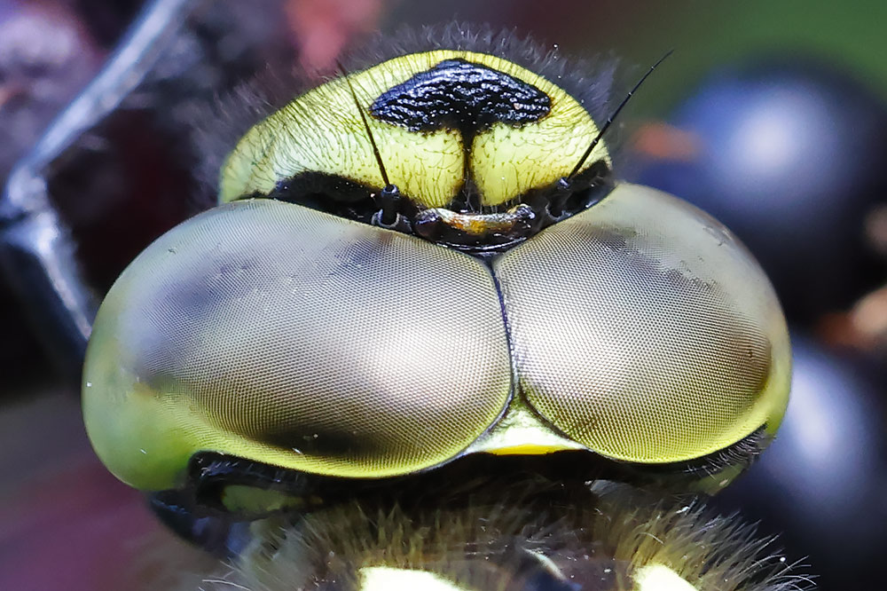 Southern hawker